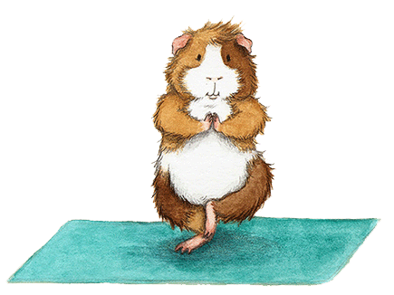 yoga-kurse für hamster